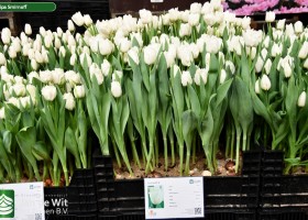 Tulipa Smirnoff ® (1)